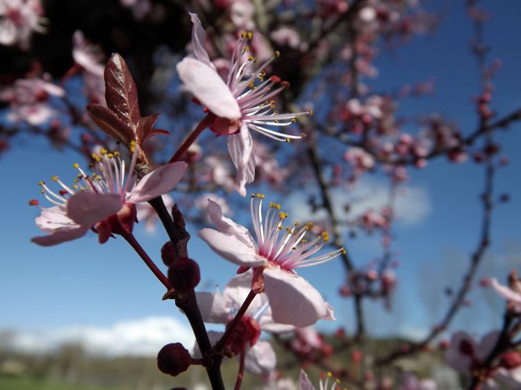 Wallpapers Nature Flowers le printemps est arrivé