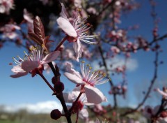  Nature le printemps est arrivé