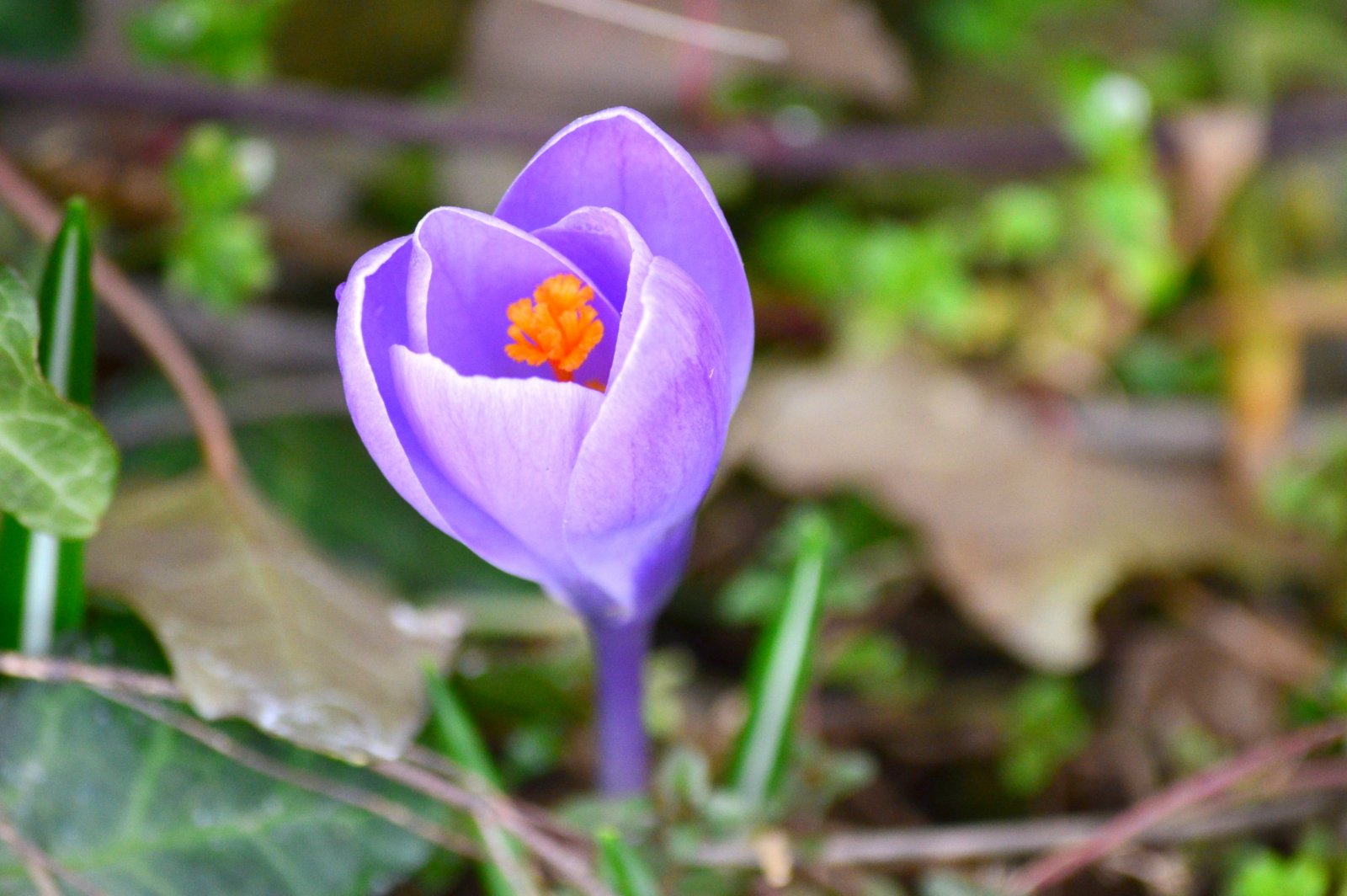 Wallpapers Nature Flowers 