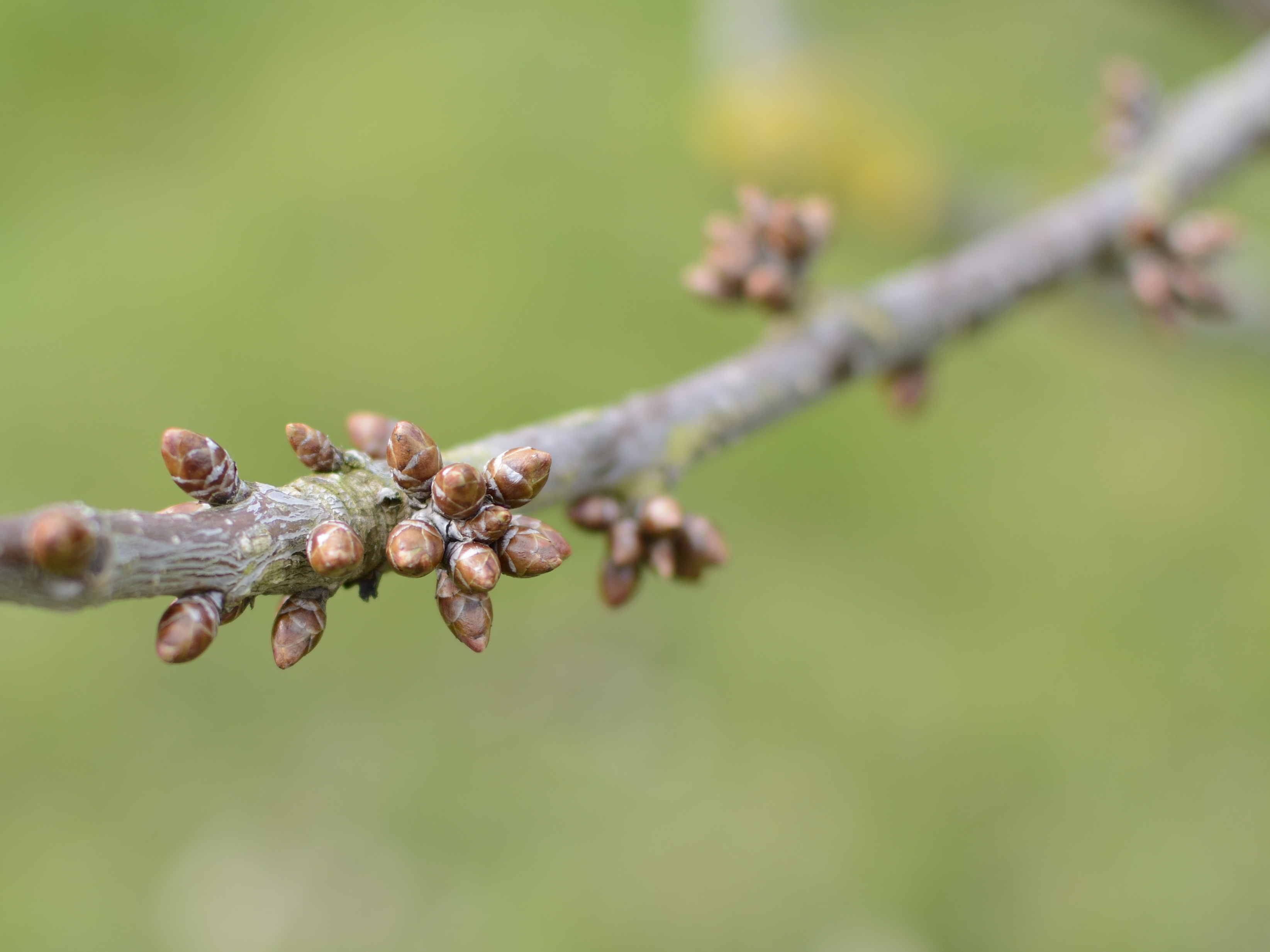 Fonds d'cran Nature Bourgeons 