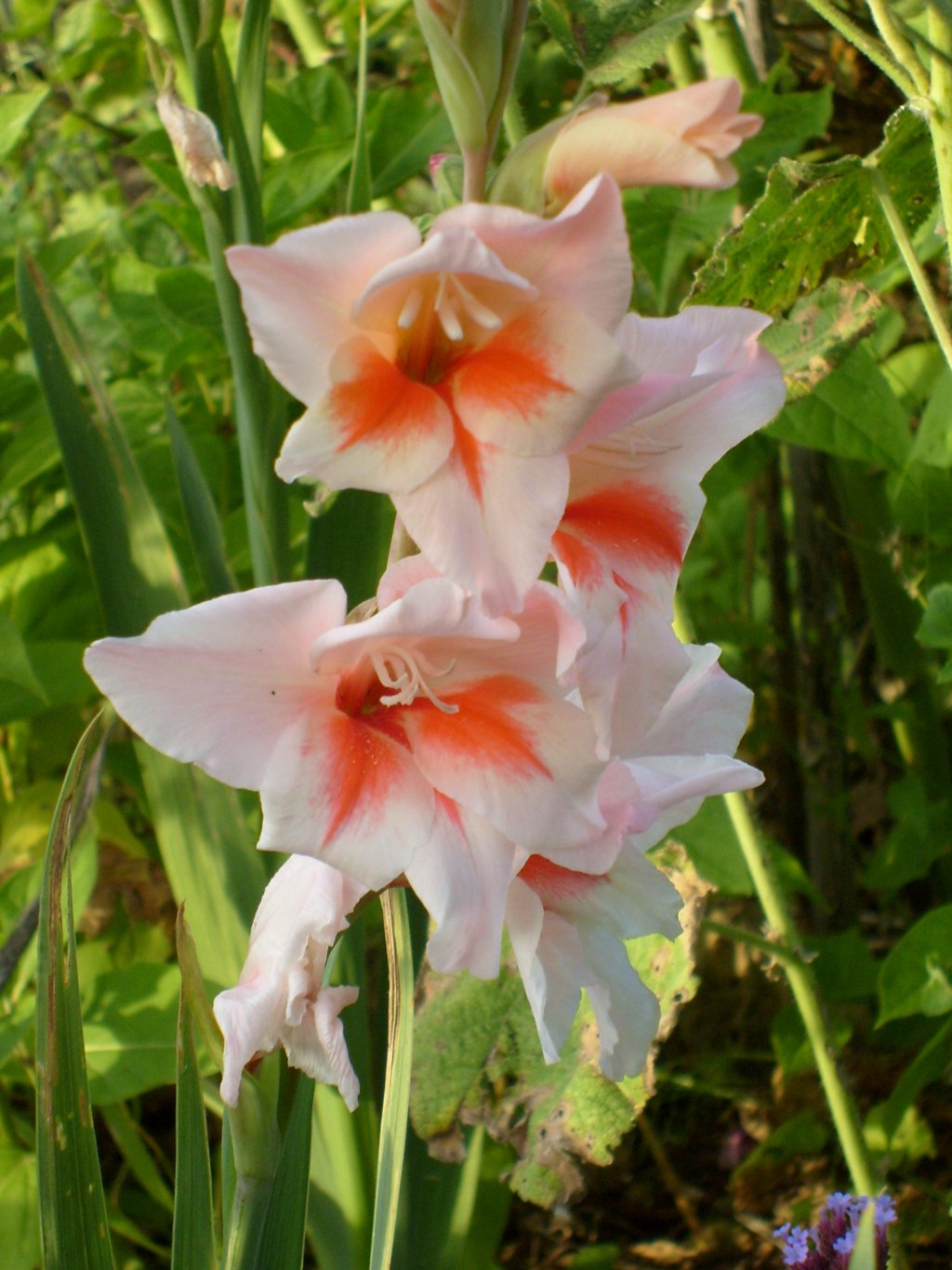 Fonds d'cran Nature Fleurs 