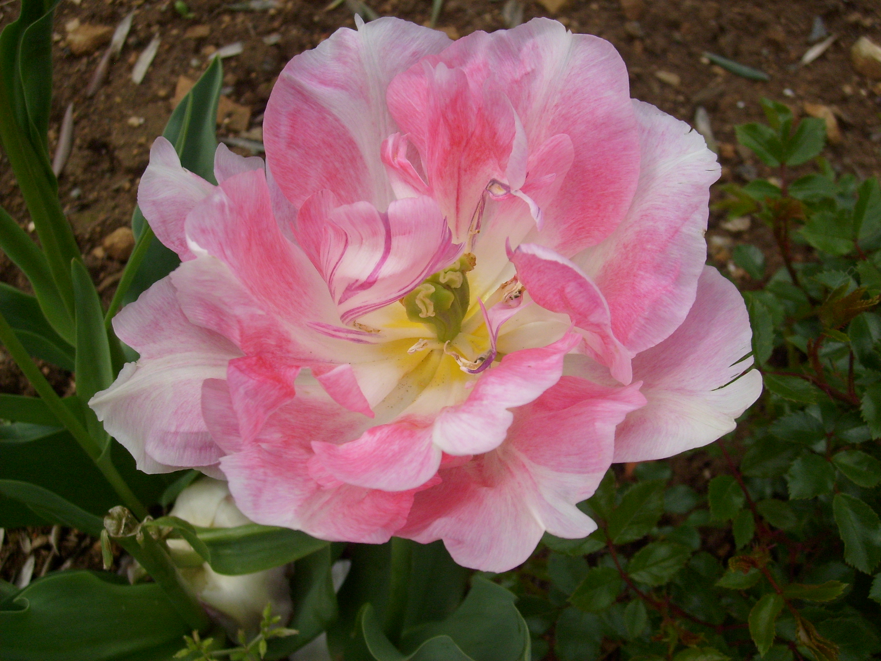 Fonds d'cran Nature Fleurs 