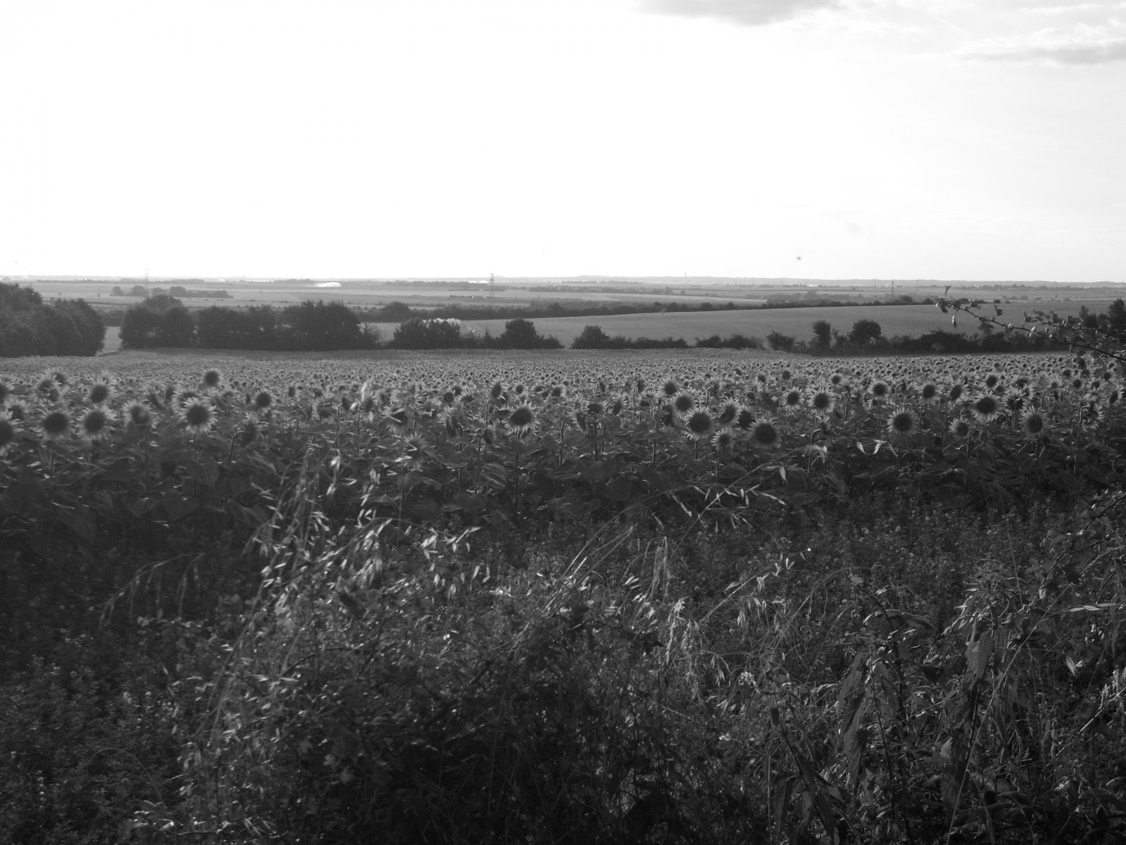 Fonds d'cran Nature Champs - Prairies 