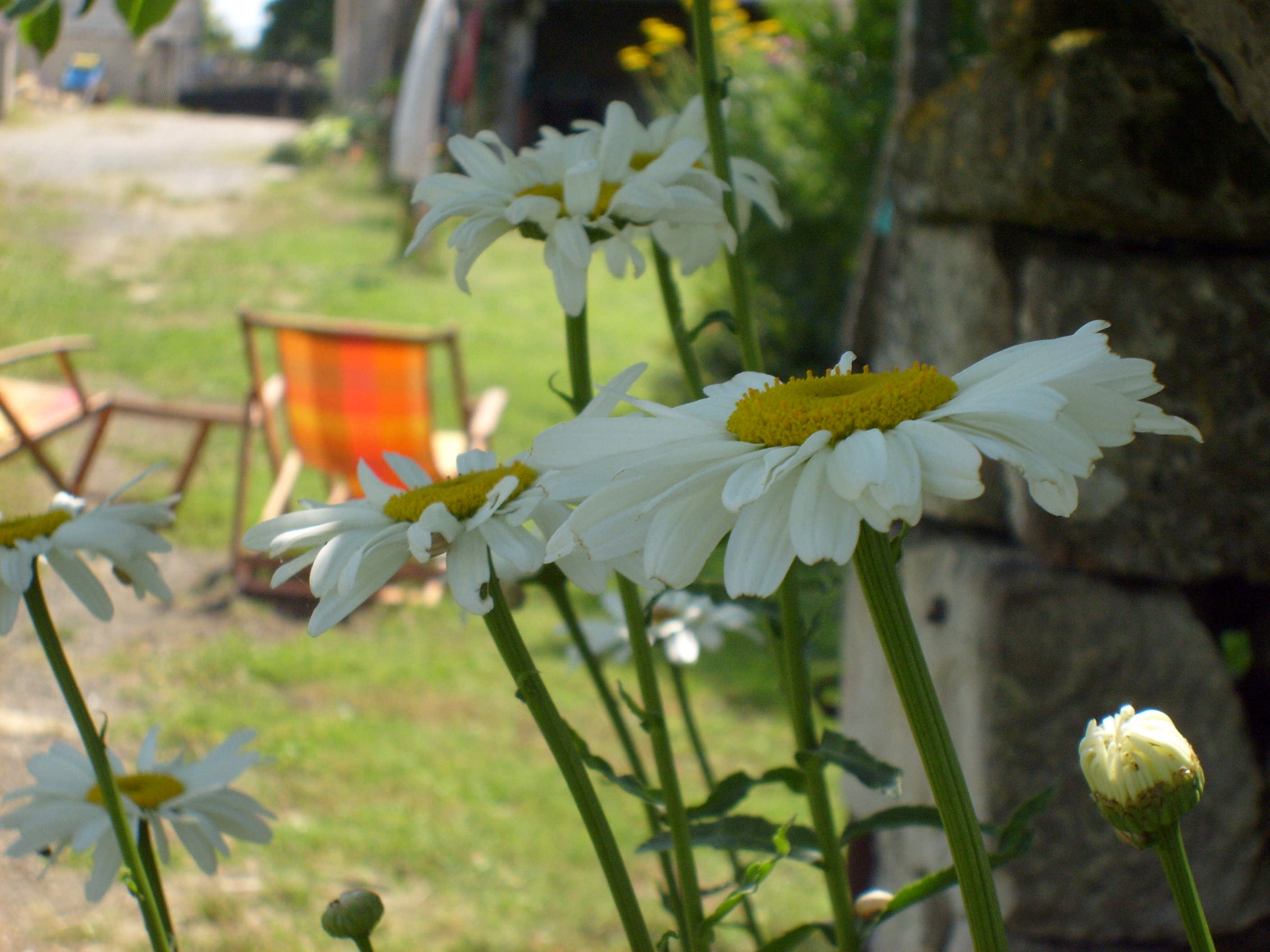 Fonds d'cran Nature Fleurs 