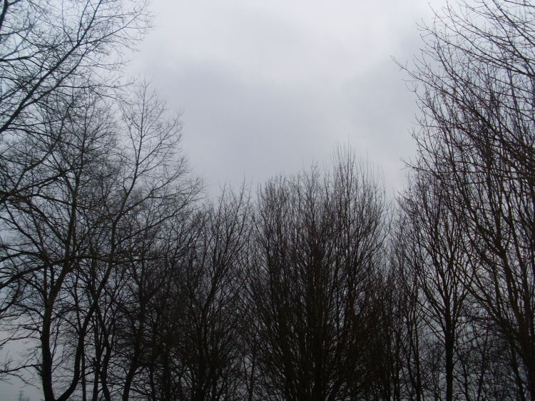 Fonds d'cran Art - Numrique Nature - Arbres, Plantes Le ciel et les arbres en colère