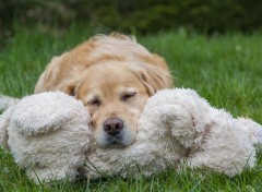  Animaux une vie de chien