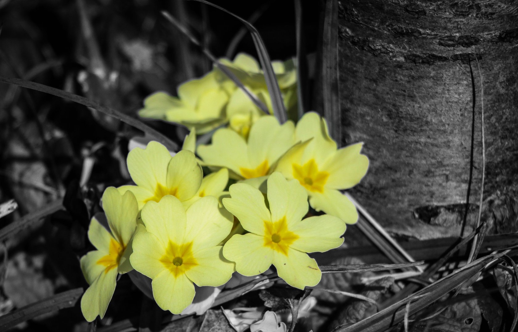 Fonds d'cran Nature Fleurs Primevère jaune