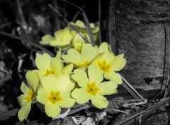  Nature Primevère jaune