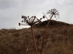  Nature Fleur Islandaise