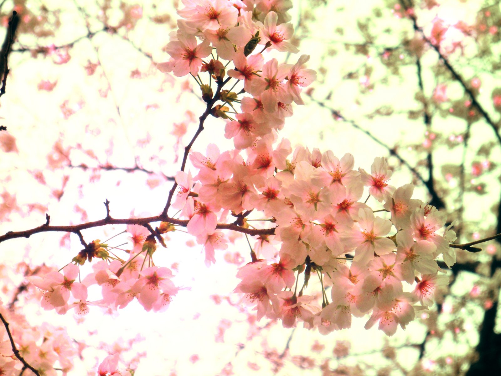 Fonds d'cran Nature Fleurs ohanami