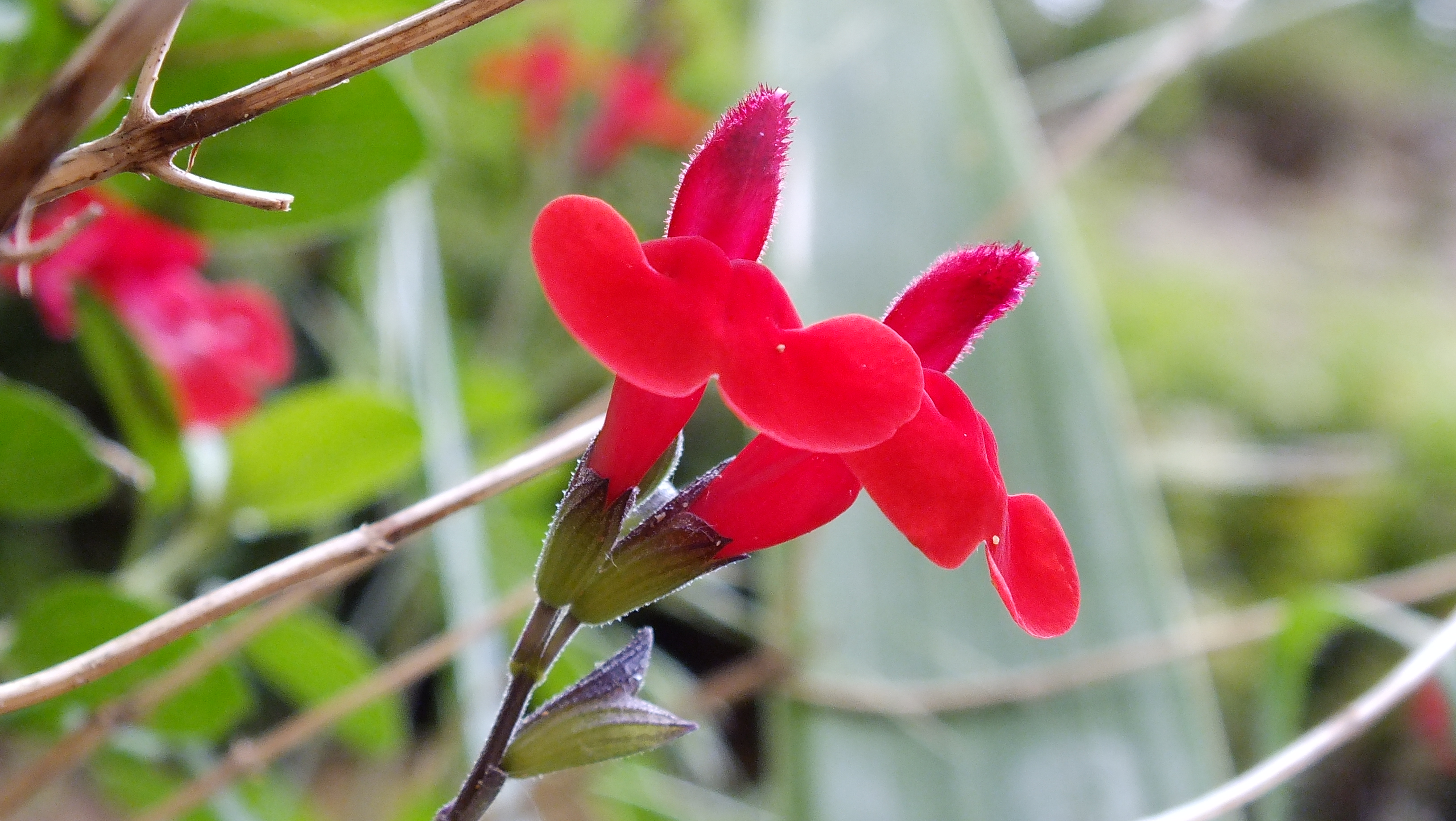 Fonds d'cran Nature Fleurs 