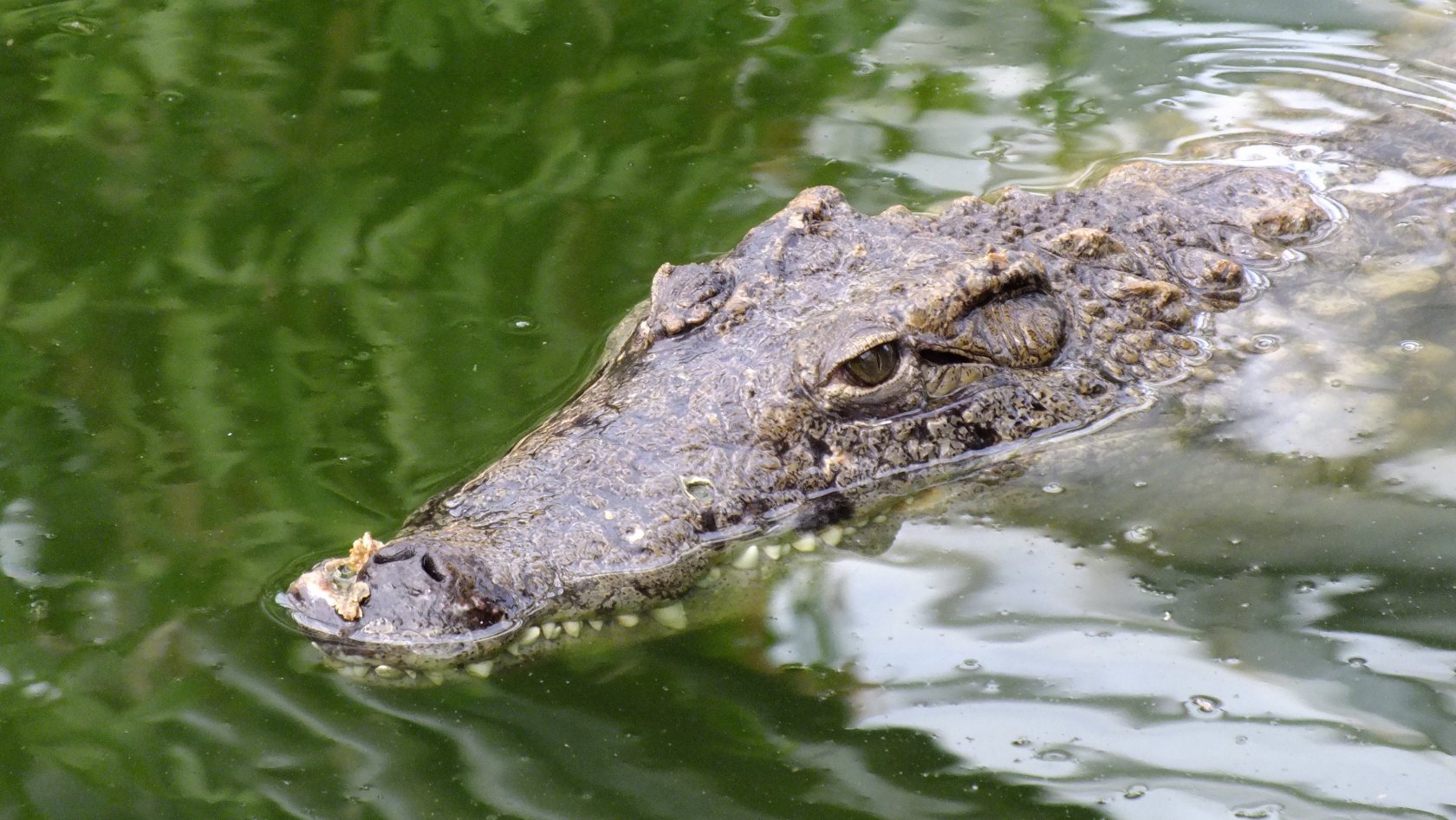 Fonds d'cran Animaux Crocodiles - Alligators - Camans 