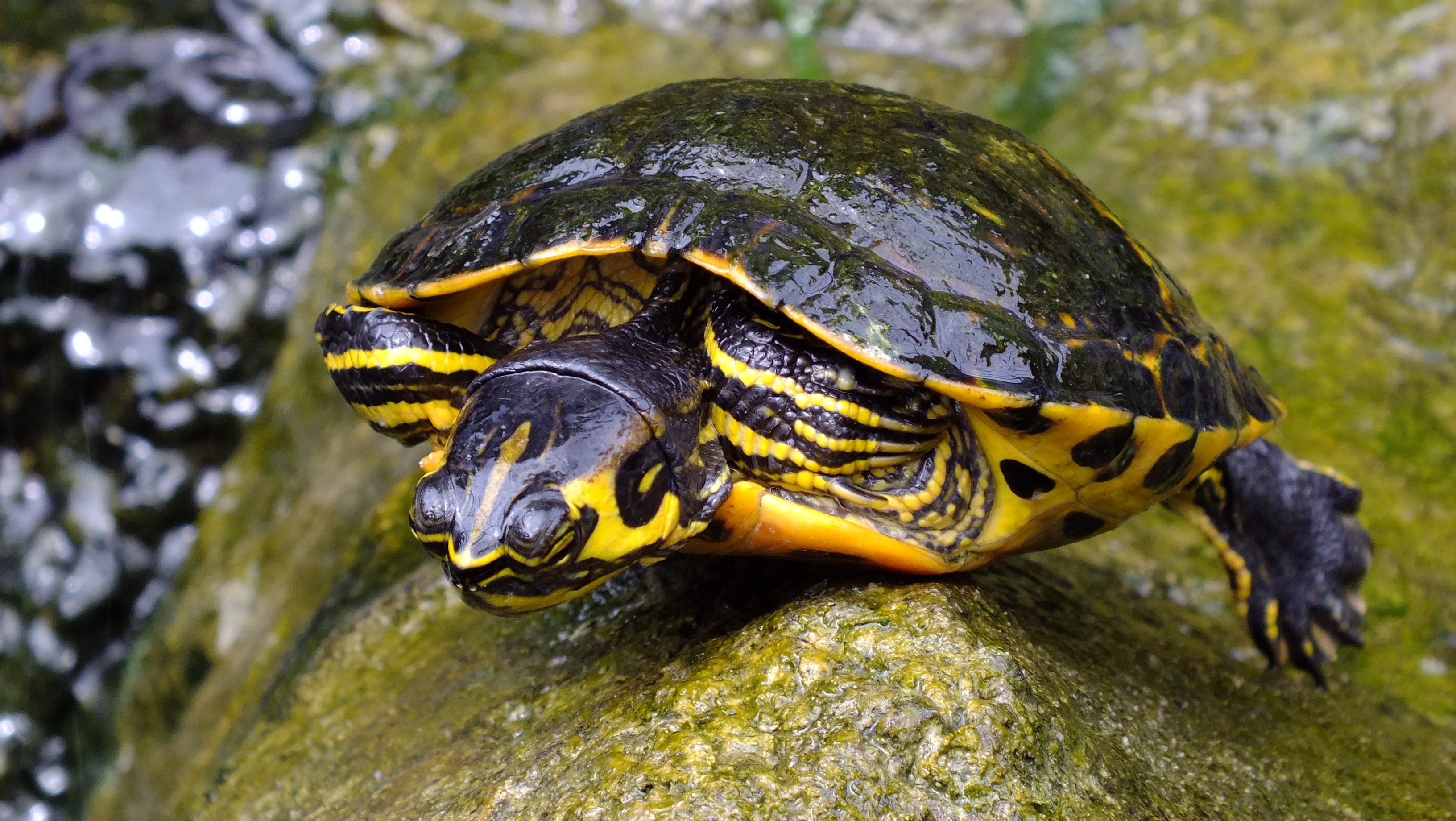 Fonds d'cran Animaux Tortues 