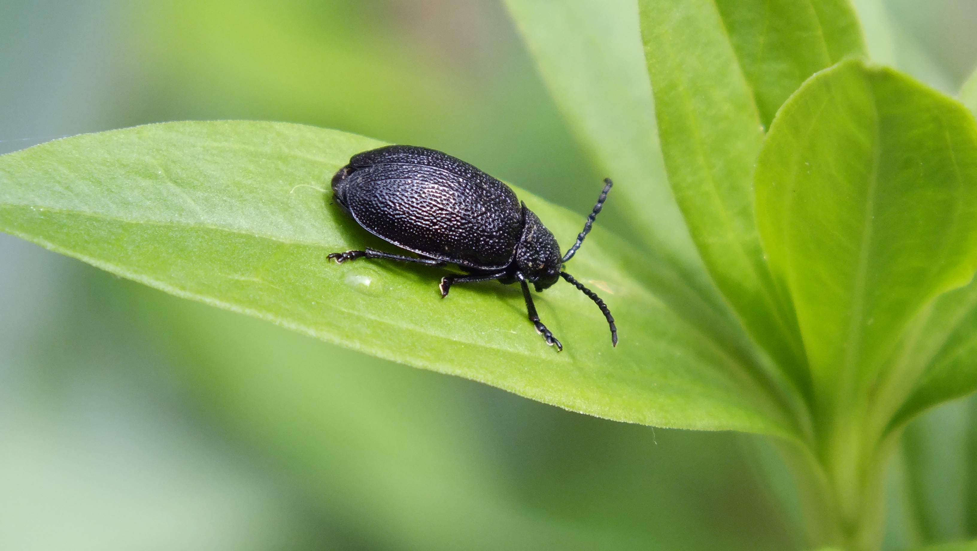 Fonds d'cran Animaux Insectes - Scarabes 