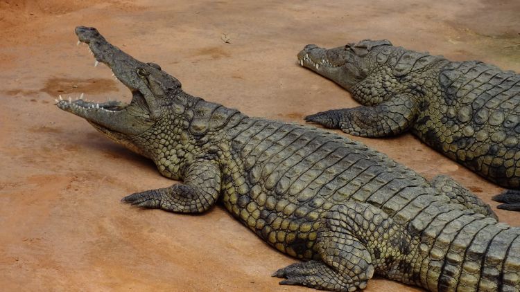 Fonds d'cran Animaux Crocodiles - Alligators - Camans Wallpaper N335988