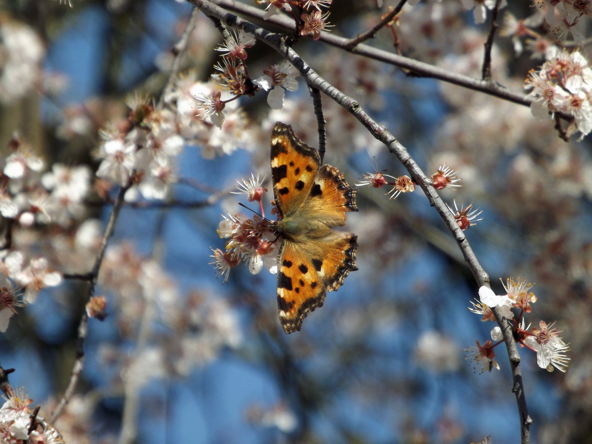 Fonds d'cran Animaux Insectes - Papillons la nature s'veille