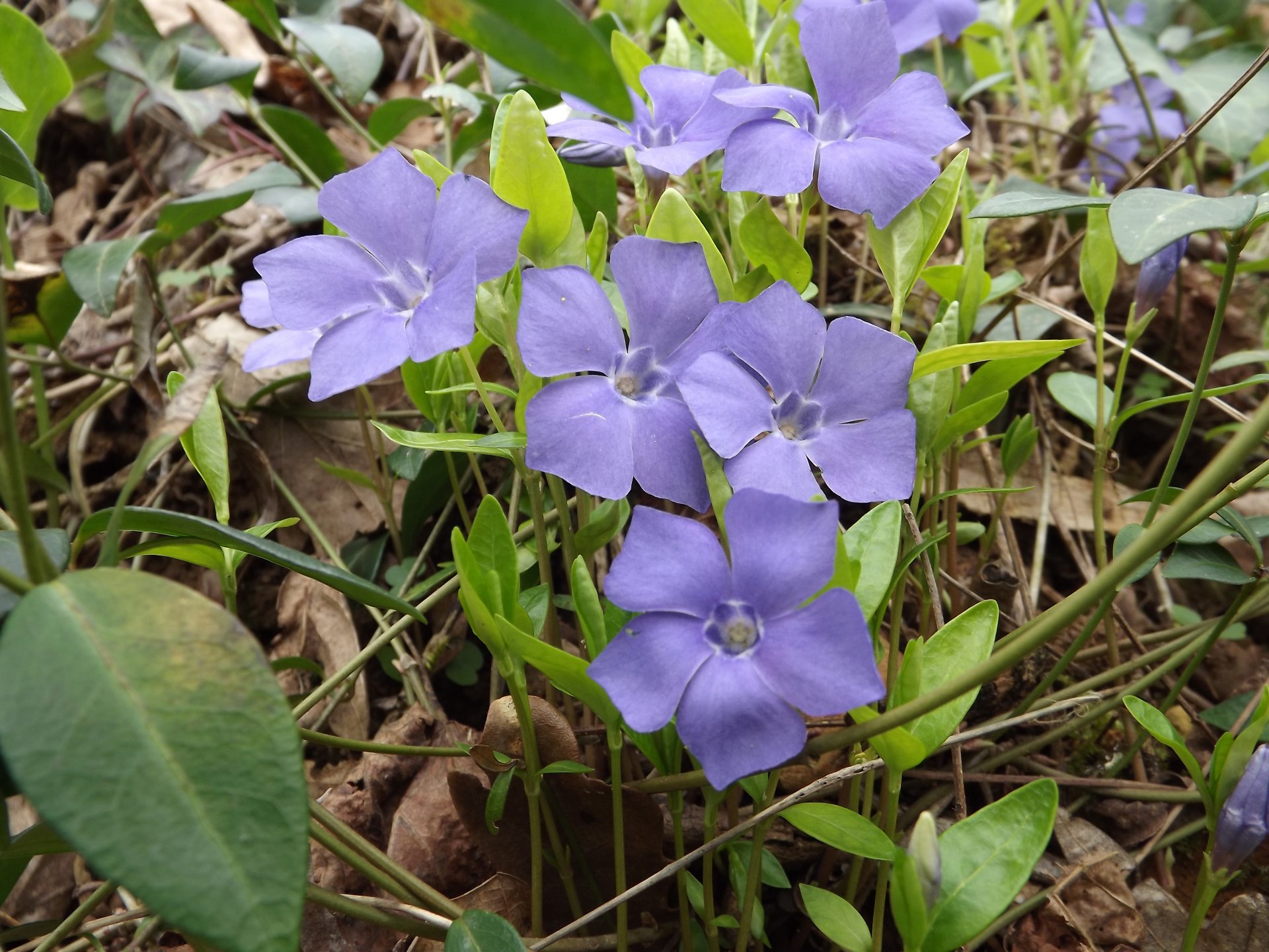 Wallpapers Nature Flowers 