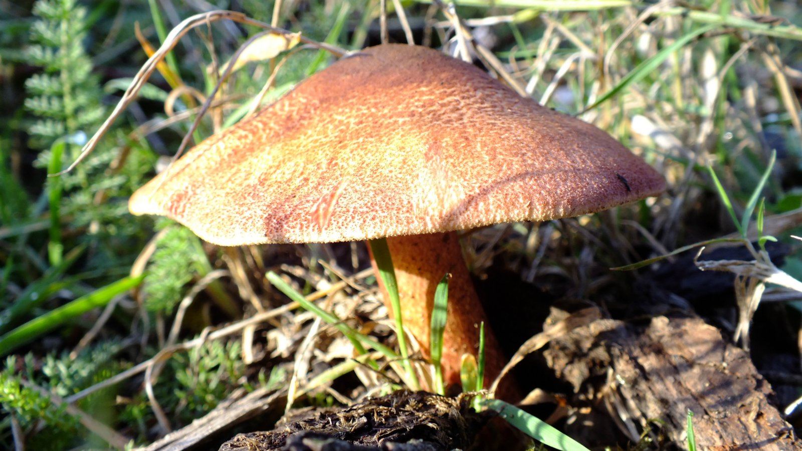 Fonds d'cran Nature Champignons 