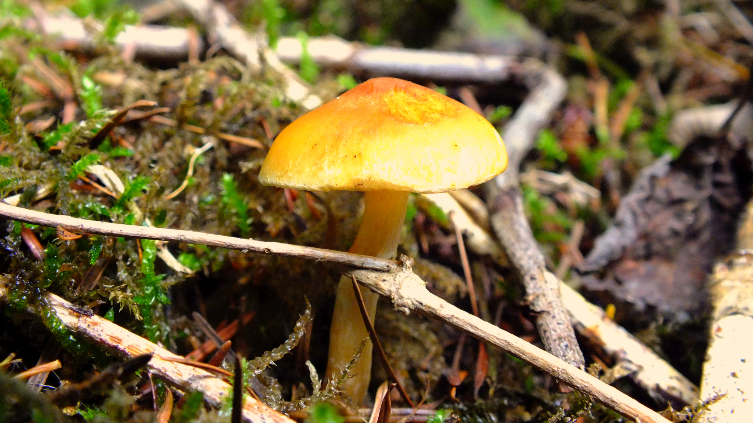 Fonds d'cran Nature Champignons 