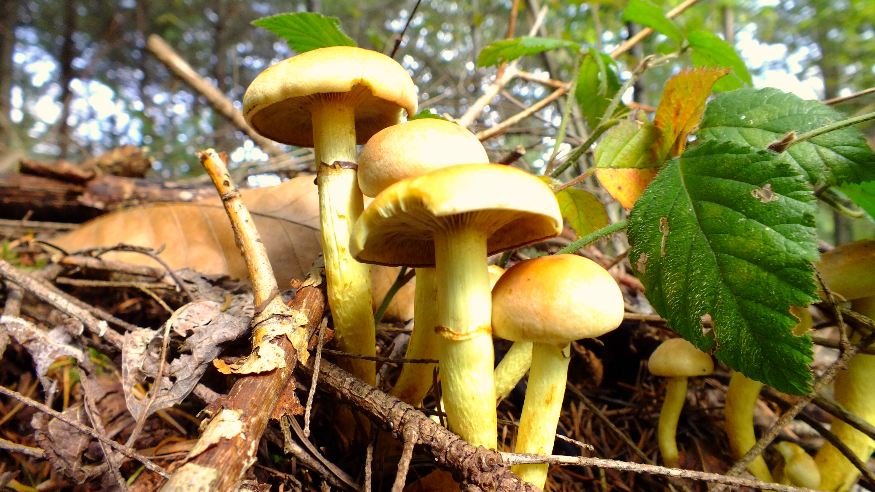 Fonds d'cran Nature Champignons 