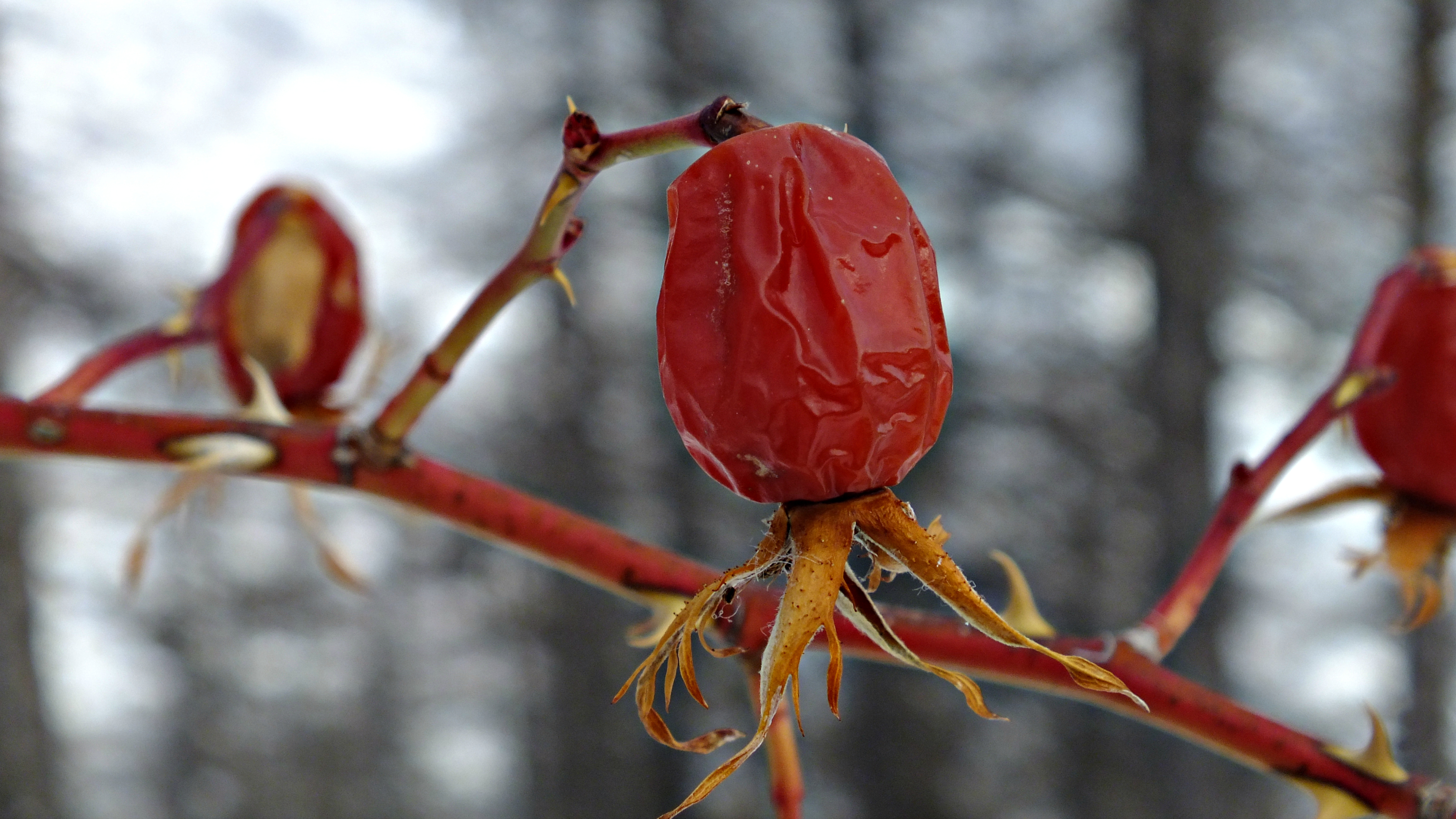 Fonds d'cran Nature Plantes - Arbustes 