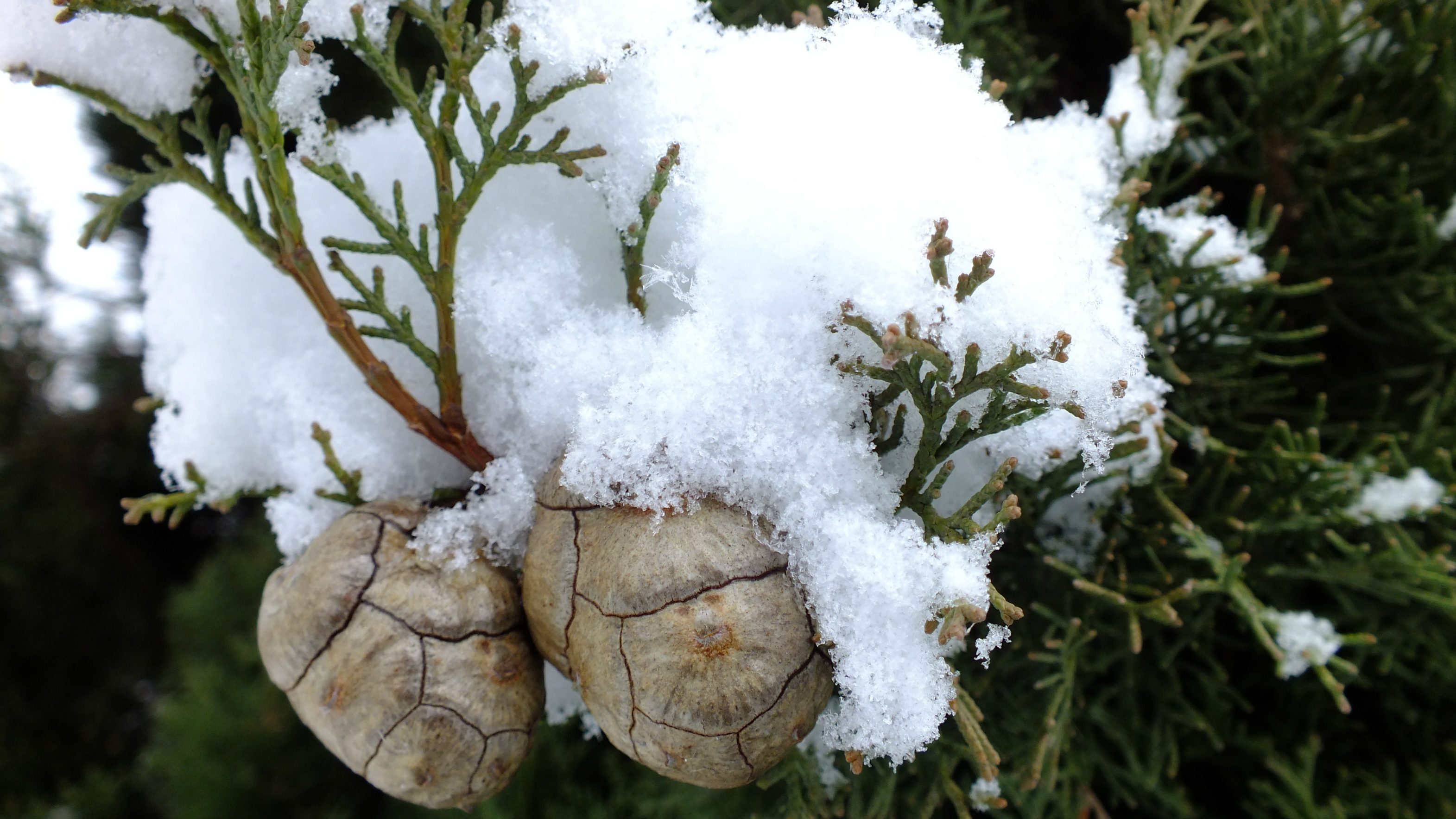 Fonds d'cran Nature Saisons - Hiver 