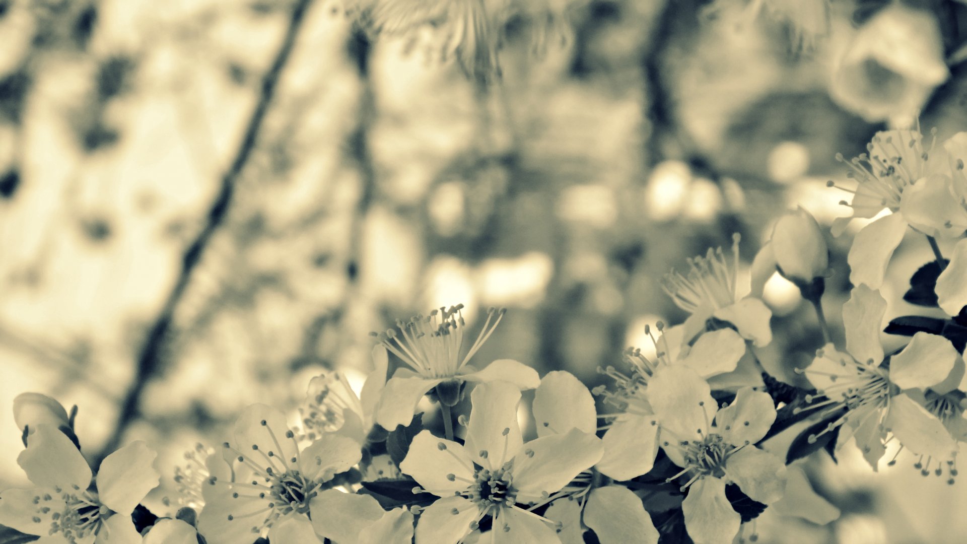 Fonds d'cran Nature Fleurs 