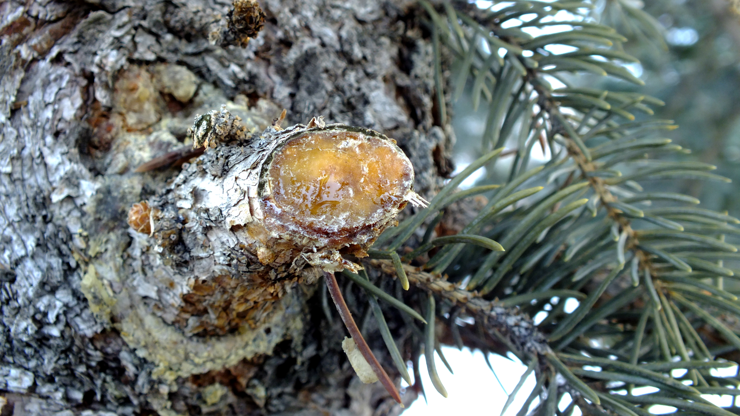 Fonds d'cran Nature Arbres - Forts 