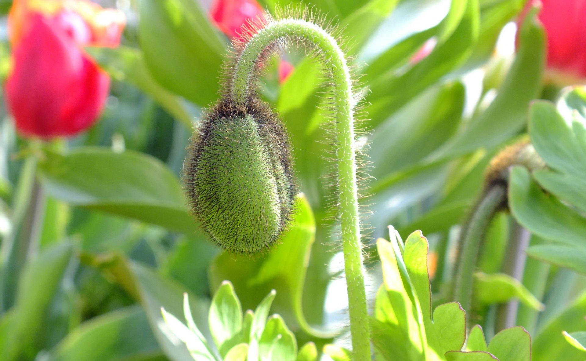 Fonds d'cran Nature Fleurs 