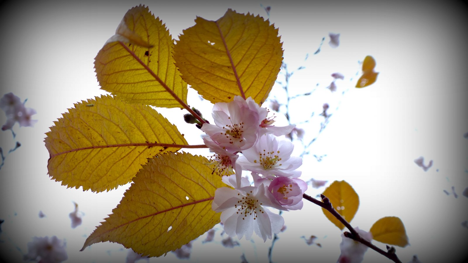 Fonds d'cran Nature Fleurs 