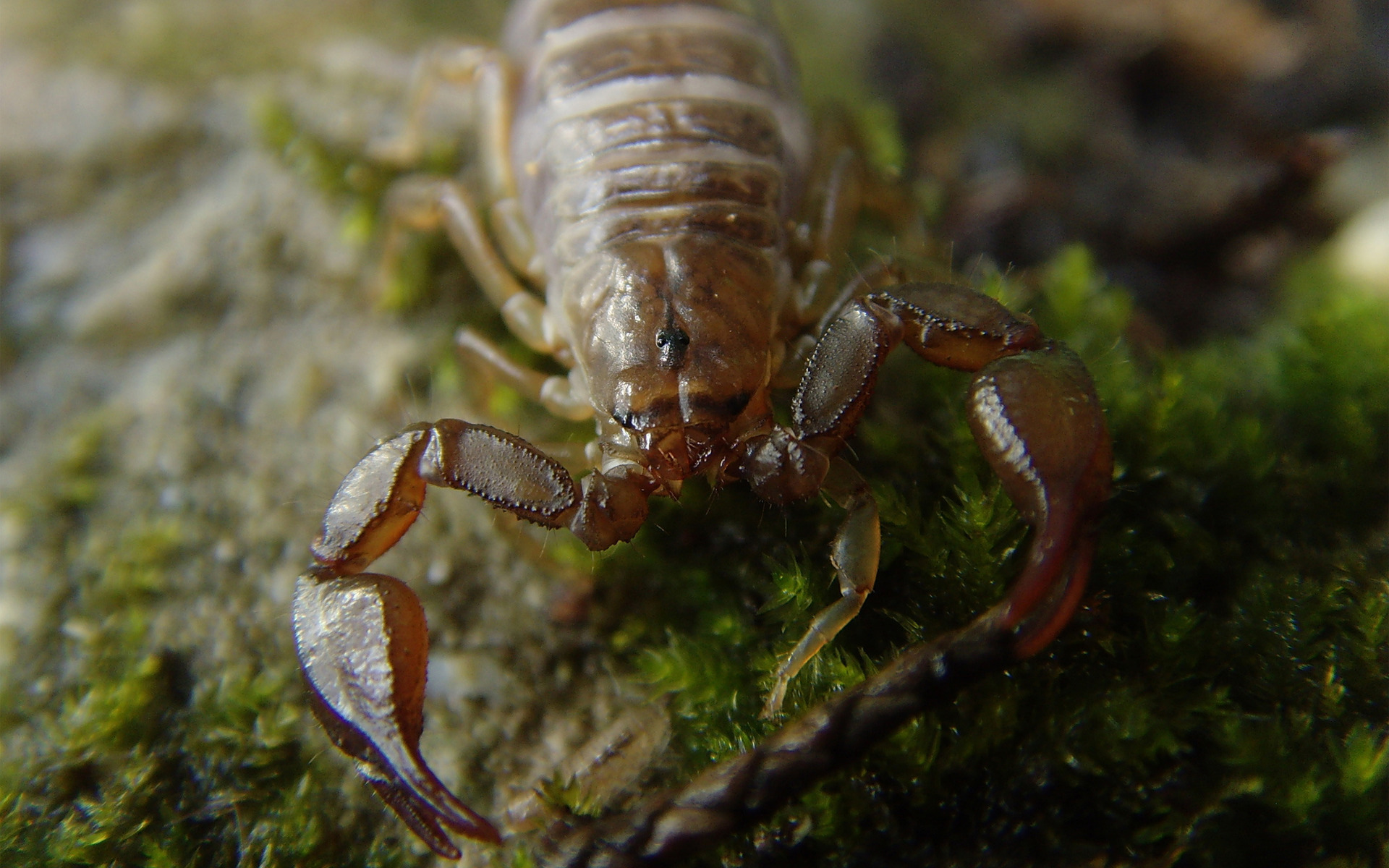 Fonds d'cran Animaux Scorpions Scorpion