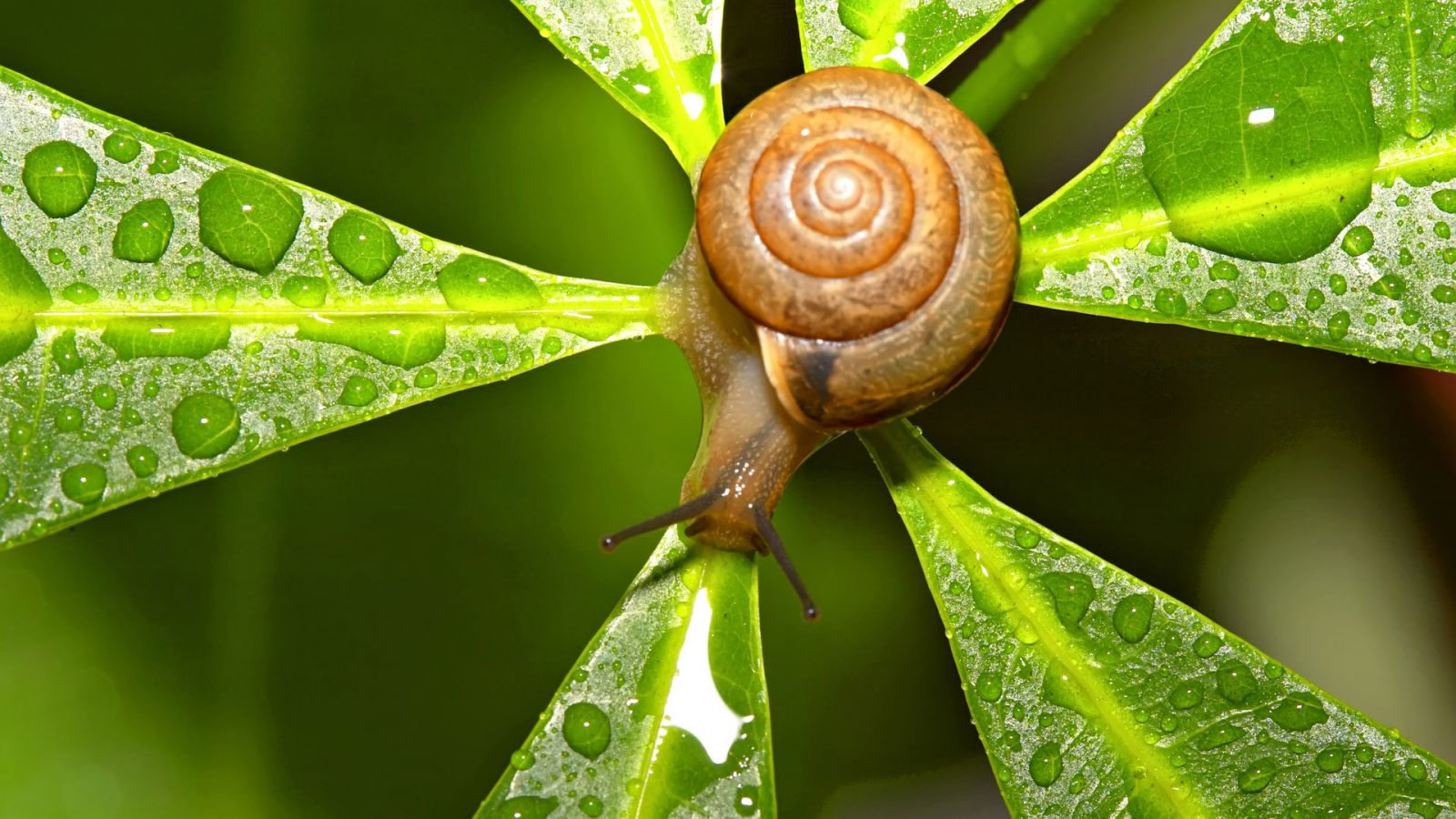 Wallpapers Animals Snails - Slugs 