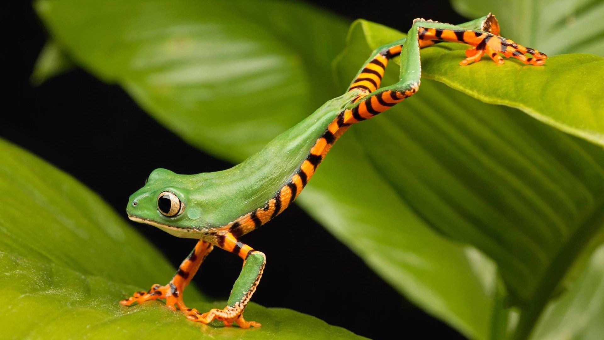 Fonds d'cran Animaux Grenouilles - Crapauds Grenouille