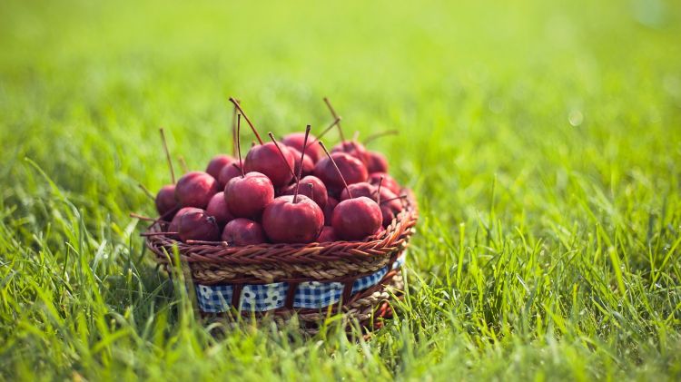 Wallpapers Nature Fruits Wallpaper N336186