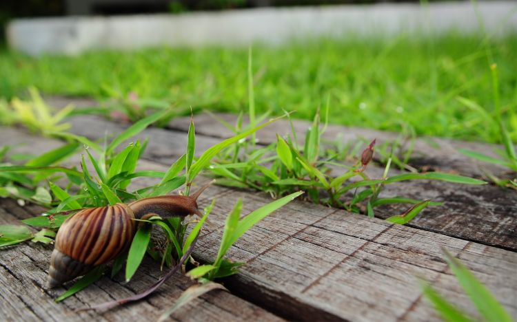 Fonds d'cran Animaux Escargots - Limaces Wallpaper N336234