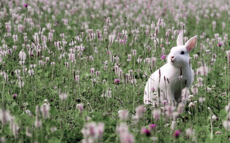 Wallpapers Animals Rabbits Lapin Blanc