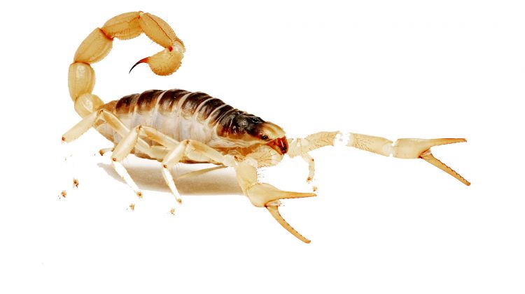 Wallpapers Animals Scorpions Scorpion