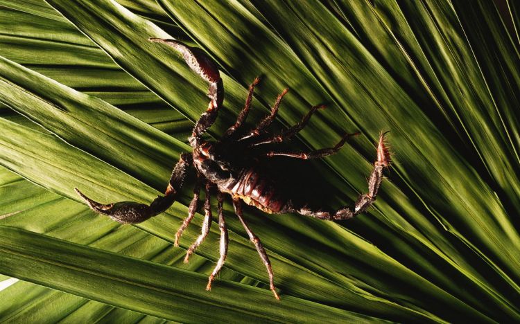 Fonds d'cran Animaux Scorpions Scorpion