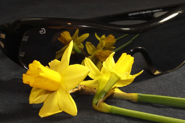 Wallpapers Nature Flowers Jonquilles