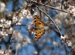  Animaux la nature s'veille