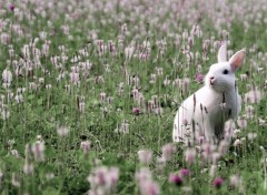  Animals Lapin Blanc