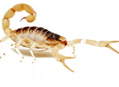  Animals Scorpion