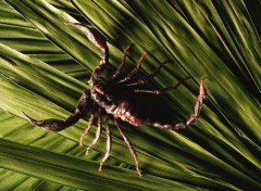  Animals Scorpion