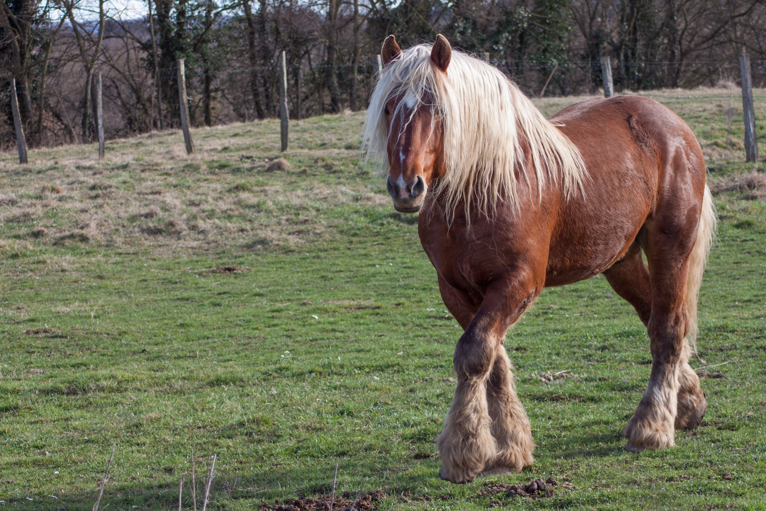 Fonds d'cran Animaux Chevaux comtois