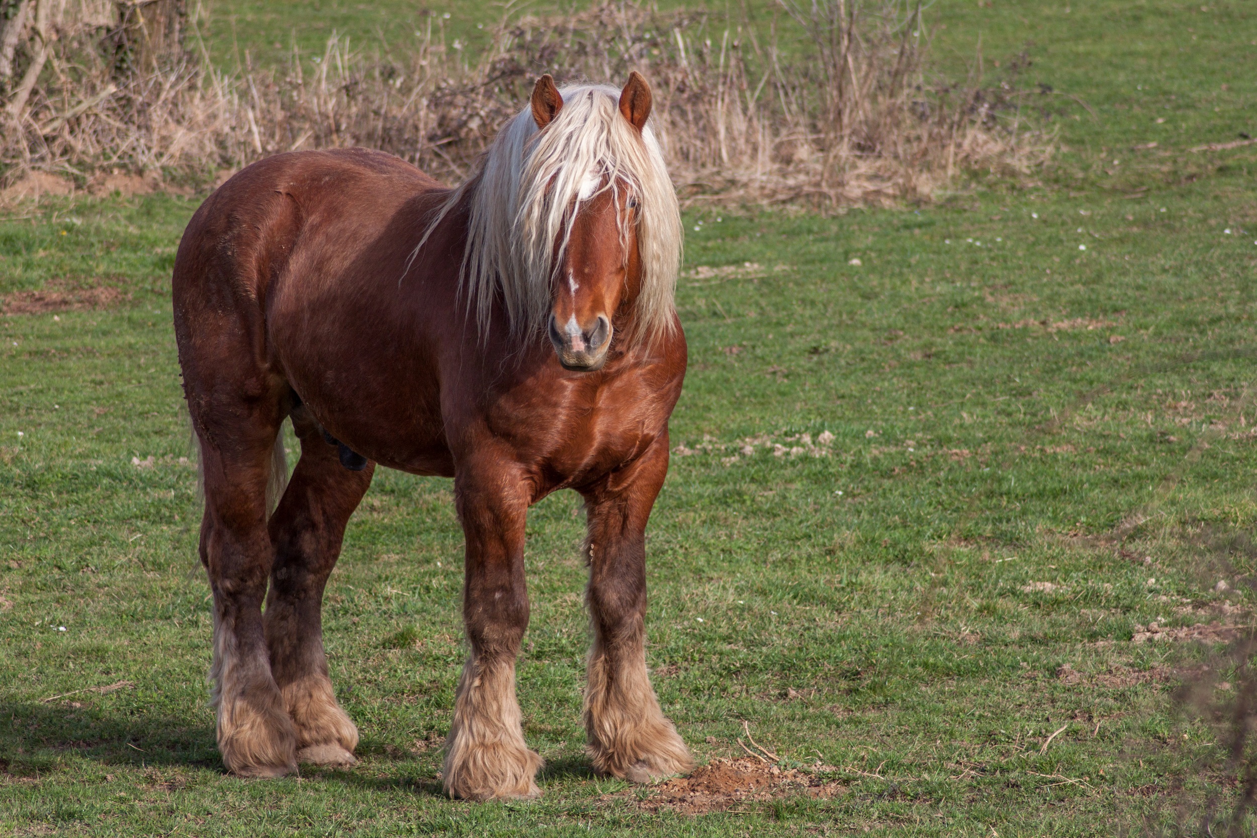 Fonds d'cran Animaux Chevaux comtois