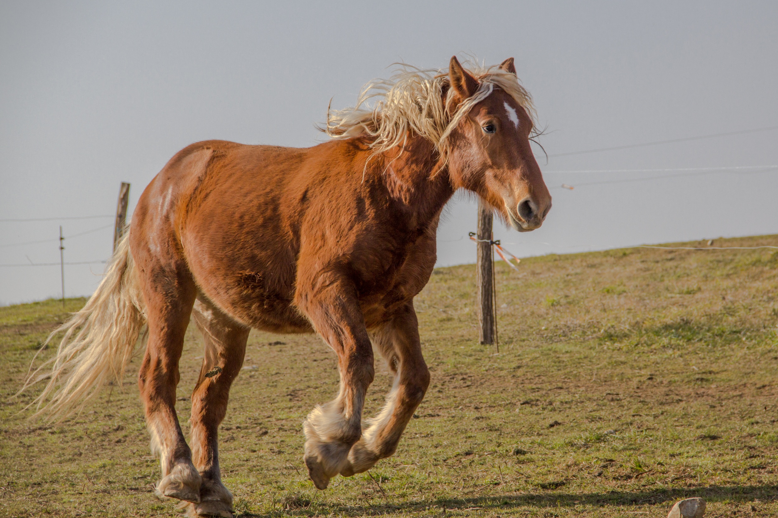 Fonds d'cran Animaux Chevaux comtois