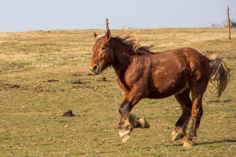 Fonds d'cran Animaux Chevaux comtois