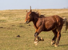  Animaux comtois