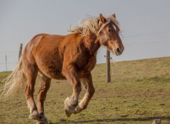  Animaux comtois