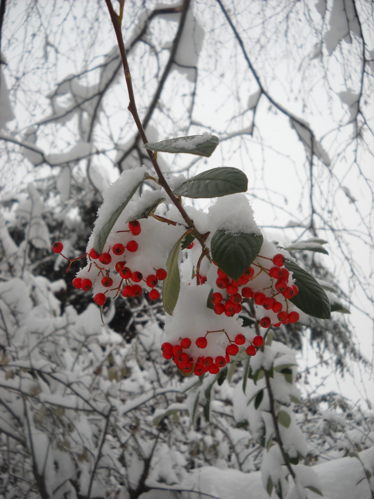 Fonds d'cran Nature Saisons - Hiver 